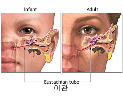 c0391ede_eustachian-tube.jpg